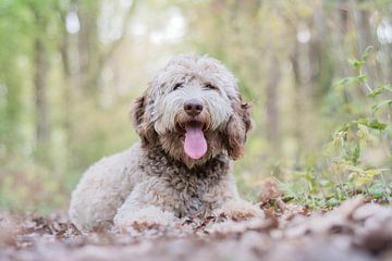 Blonde Labradoodle puppy van Lucia Leemans