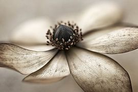 Fleur de sérénité et d'élégance sur Wall Wonder