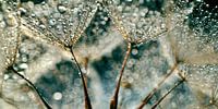 Dandelion Rainy Day by Julia Delgado thumbnail