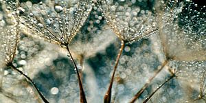 Dandelion Rainy Day von Julia Delgado