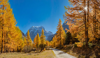 Lärchen in Herbstfarben entlang der Route de Magine zum schneebedeckten Glacier d'Arolla, Arolla, Wa