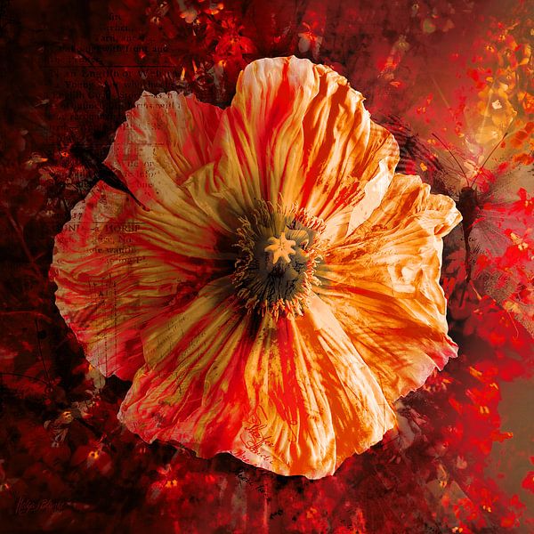 Coquelicot écrasé par Helga Blanke