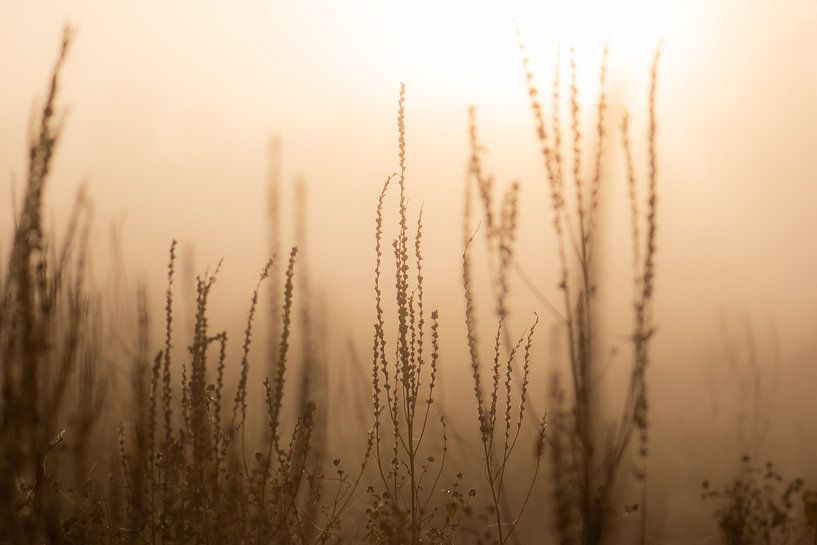 Wildpflanzen im Nebel von Tania Perneel