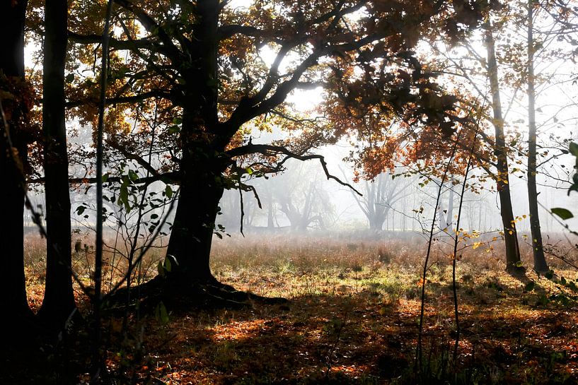 Spreewald von Thomas Jäger