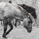 Konik Pferde von Ricardo Bouman Fotografie Miniaturansicht