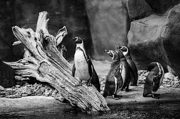 penguins by Bas Schneider