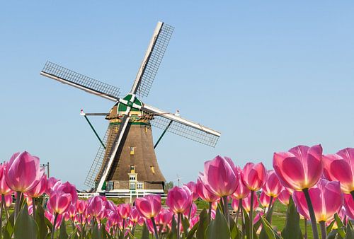 Hollandse windmolen,  blauwe lucht,  voorgrond met bloeiende tulpen