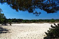 Drunense Duinen doorkijk