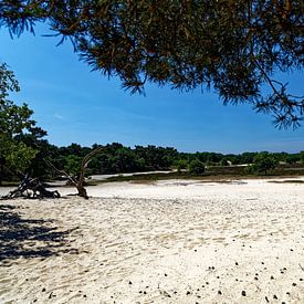 Drunense Duinen doorkijk van Carin IJpelaar