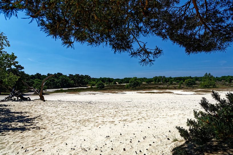 Vue sur les dunes de Drunense par Carin IJpelaar