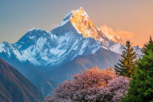 Blühende Berge bei Sonnenuntergang