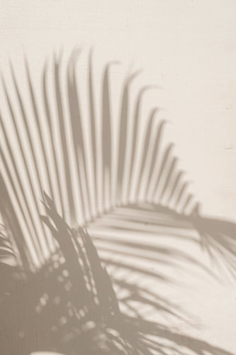 Schaduwen van palm | reisfotografie fine art print | India