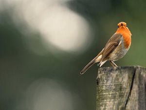 Animaux - Birdy