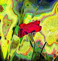 Impressie van Klaproos (Poppy impression)