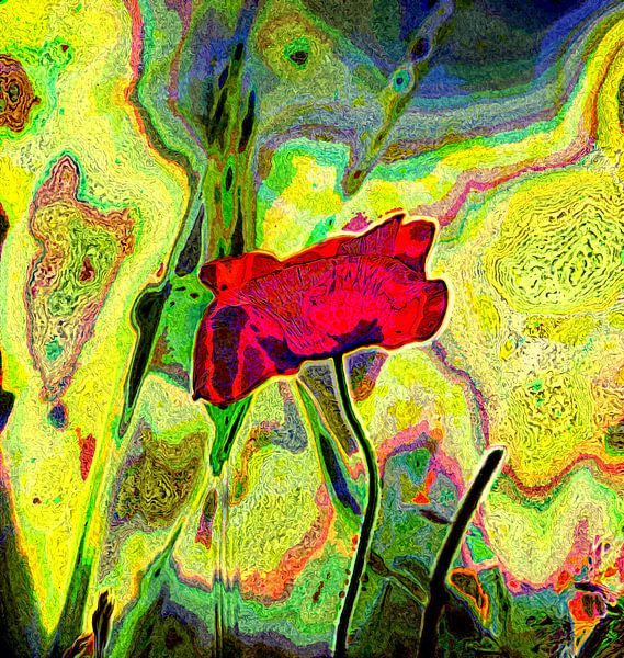 Impression von Mohn (Mohnimpression) von fb-fotografie
