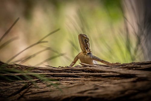 Gecko in Senegal