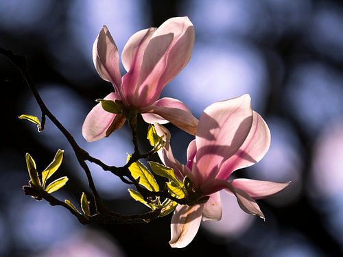 Magnolia in vol ornaat