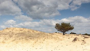 Kiefer auf Sanddüne
