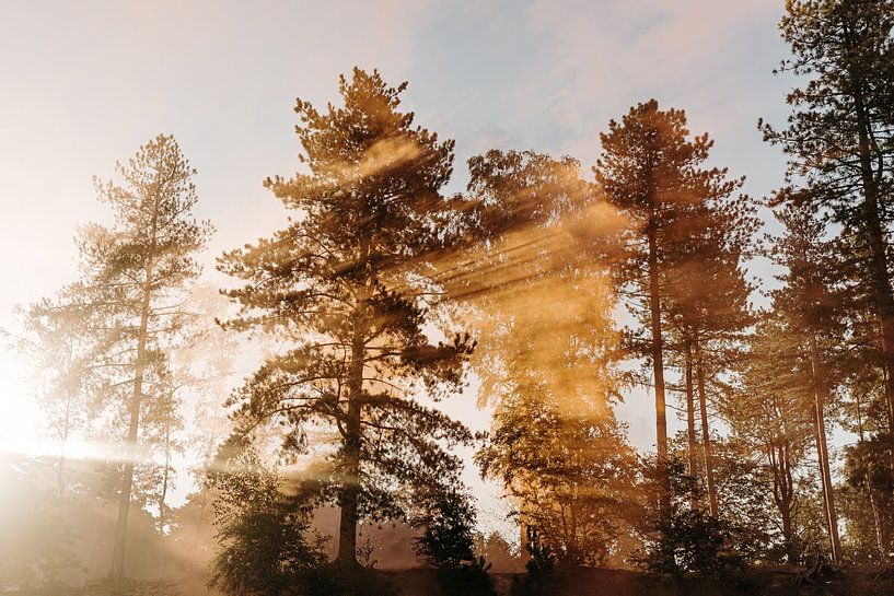 Summer by Roxanne Danckers