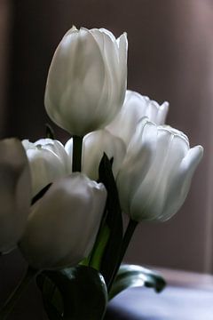 Witte schoonheid  van tassy fotografie