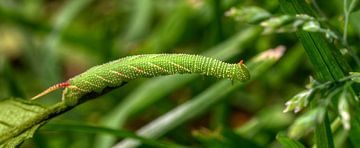 Caterpillar En Route