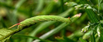 Caterpillar En Route van BL Photography