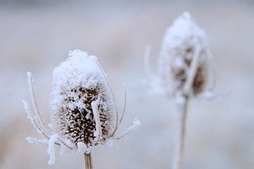 Large teasel in winter 1 by Jaap Tanis