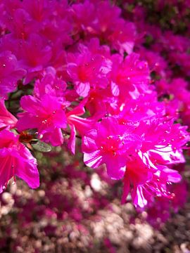 belles fleurs roses sur Chris de Jong
