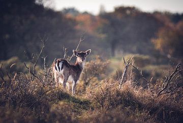 Cerf AWD sur Eveline van Beusichem