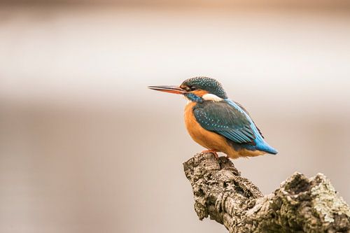 IJsvogel,  Alcedo atthis. Vrouwtje