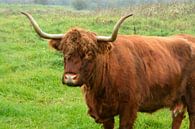 Rood bruine Schotse hooglander runderen in de wilde natuur in het gras van Trinet Uzun thumbnail