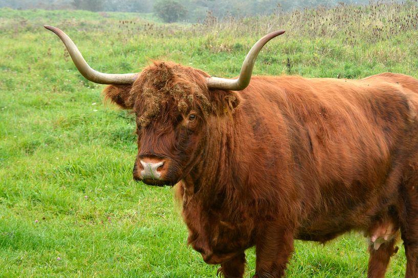 Rood bruine Schotse hooglander runderen in de wilde natuur in het gras van Trinet Uzun