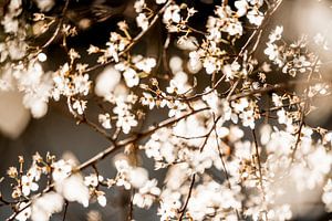 Fleur enchantée par la lumière du soleil dans une composition de rêve