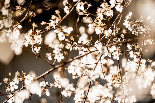 Bloesem Betoverd door Zonlicht in een Dromerige Compositie