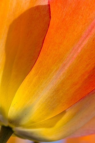 Orange tulp