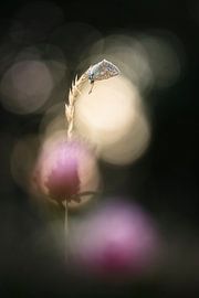 Papillon dans la belle lumière du soir sur Bob Daalder