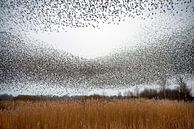 Starling swarm by Franke de Jong thumbnail