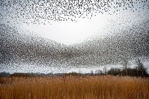 Spreeuwendans boven riet. van Franke de Jong