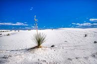 White sands national Park van Marcel Wagenaar thumbnail