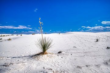 Parc national des sables blancs