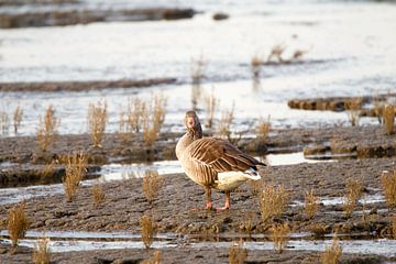Greylag goose on the mudflats by Ostfriesenfotografie