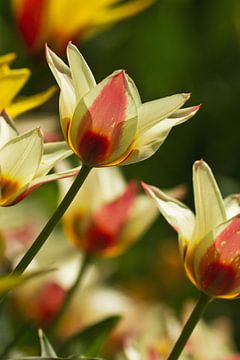 Kleurrijke tulpen van Anja B. Schäfer