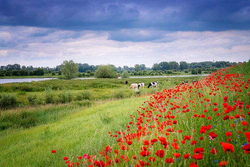 Poppy Colors III by Sander Peters