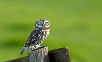 Stone owl