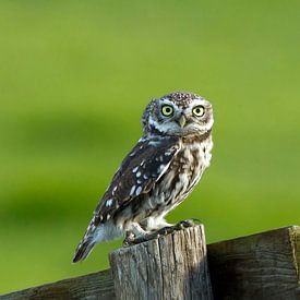 Steinkauz von Menno Schaefer