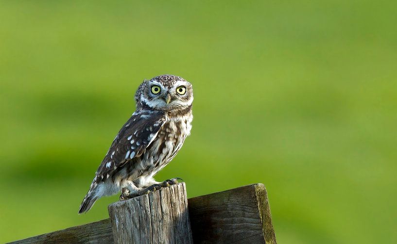 Hibou de pierre par Menno Schaefer