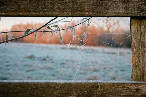 Het spinnenweb in de ochtenddauw