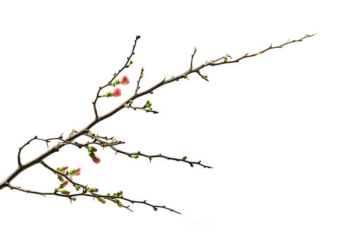 Quittenzweig mit ersten rosa und grünen Knospen, schöne Vorstufe