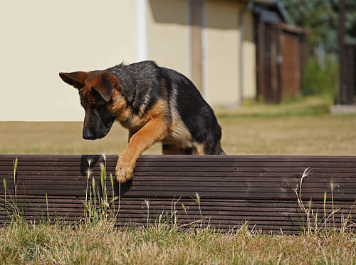 Schapenhond (puppy) op het honden trainingsveld