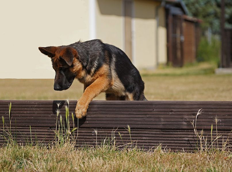 Sheepdog (puppy) on the dog training ground by Babetts Bildergalerie